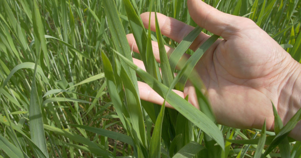Cultiver du blé sans pesticide ni engrais de synthèse - Moulin de Sugy
