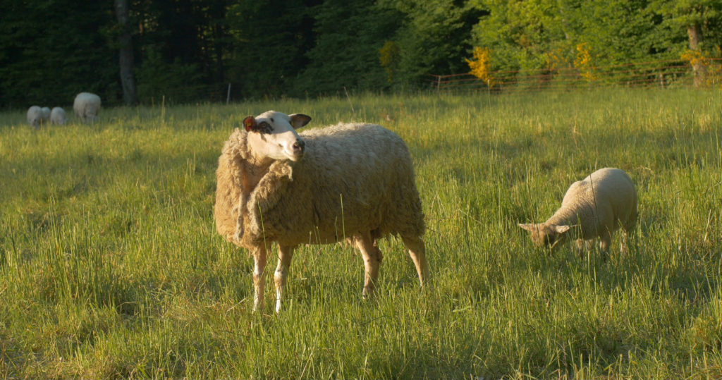 Brebis et son agneau dans le Pré de la roue - Moulin de Sugy
