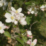Fleurs de pommier au printemps - Moulin de Sugy