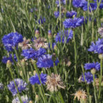 Bleuets ou centaurées, pour attirer les pollinisateurs - Moulin de Sugy