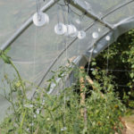 Tunnel pour la culture des tomates, évitant l'utilisation de fongicide - Moulin de Sugy