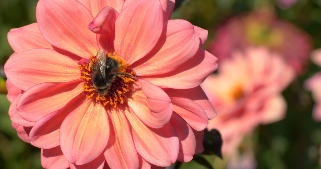 Les pollinisateurs sont indispensables à notre survie, ne les détruisons pas avec les pesticides - Moulin de Sugy