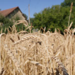 Variété paysanne de blé ancien, dite de Puylaurens - Moulin de Sugy