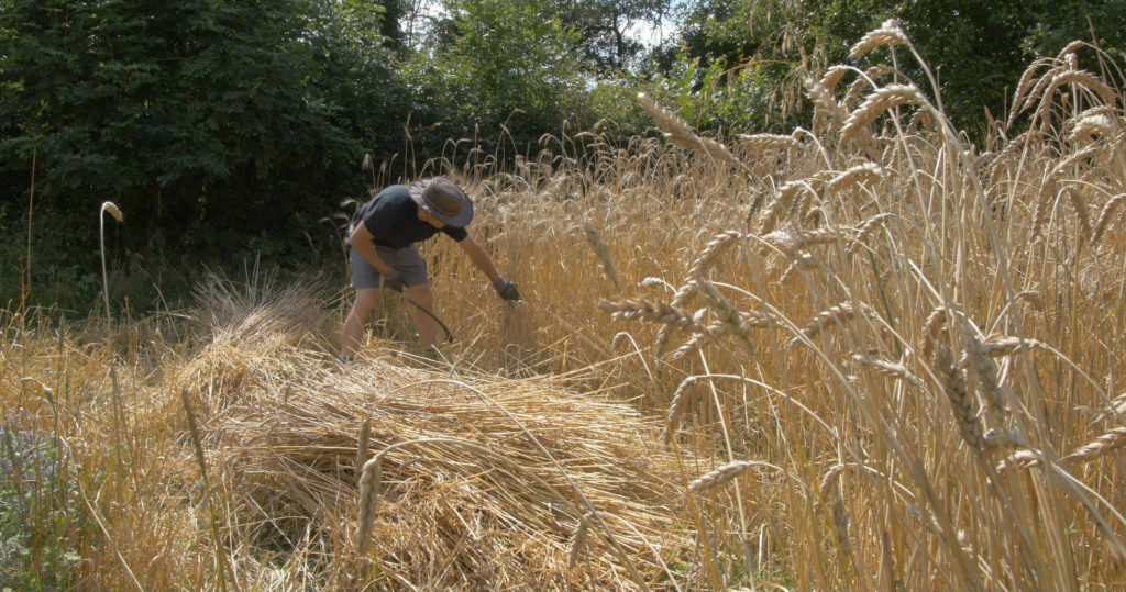 Moisson de la pépinière de blés anciens. Acclimatation de variétés paysannes cultivées dans le sud - Moulin de Sugy