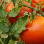 Les variétés de tomates de nos grand-parents - Moulin de Sugy