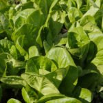 Jeunes plants de salades sucrines, variété à faible besoin en eau - Moulin de Sugy