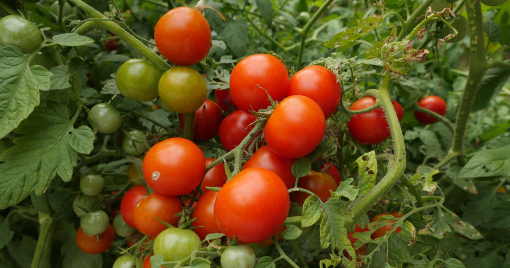 Grappe de tomates cerises XXL qui n'en portent que le nom ! Les bienfaits de l'agroécologie - Moulin de Sugy