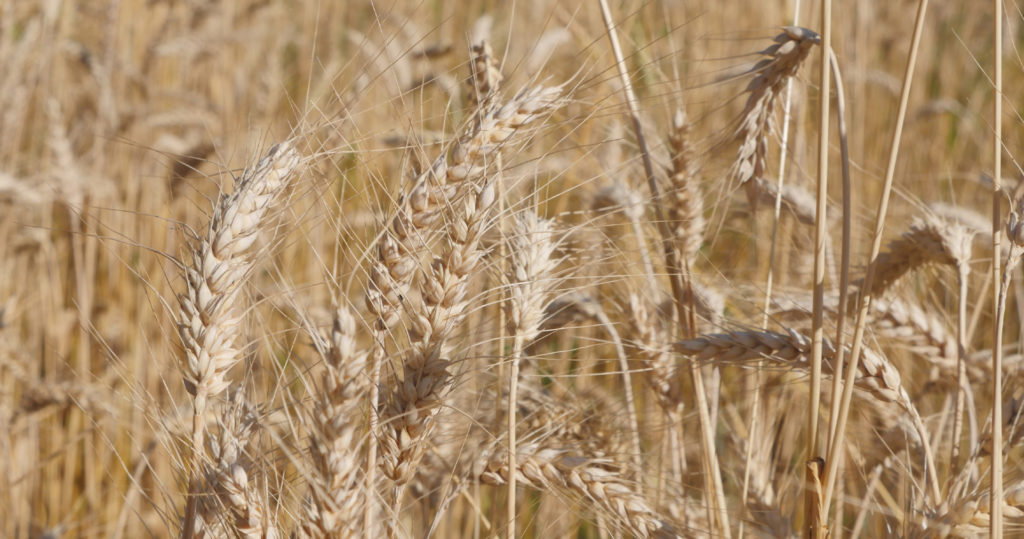 Variété paysanne de blé ancien, dite de Castelnau (de Montmirail ?) - Moulin de Sugy